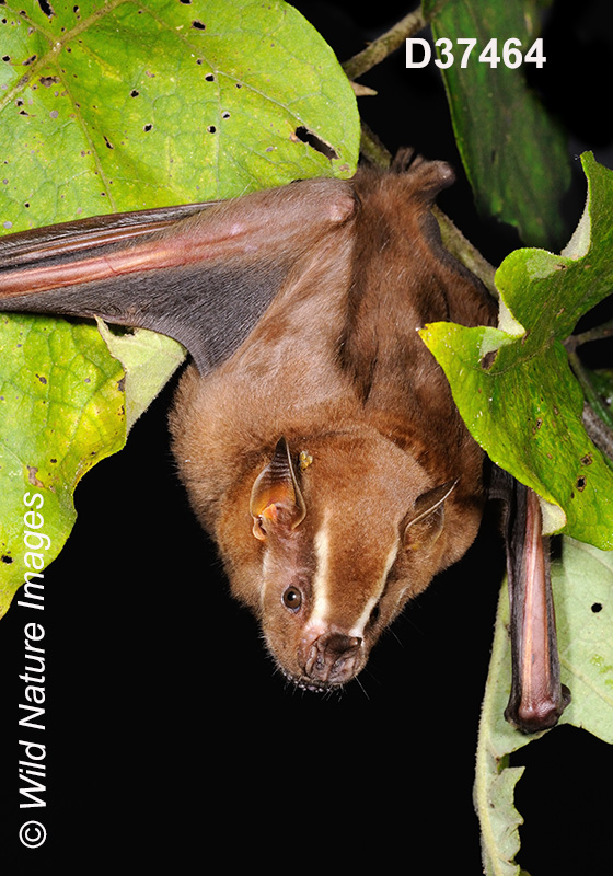 Artibeus lituratus, Great Fruit-eating Bat